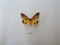 藏品(鑲落葉裳蛾)的圖片